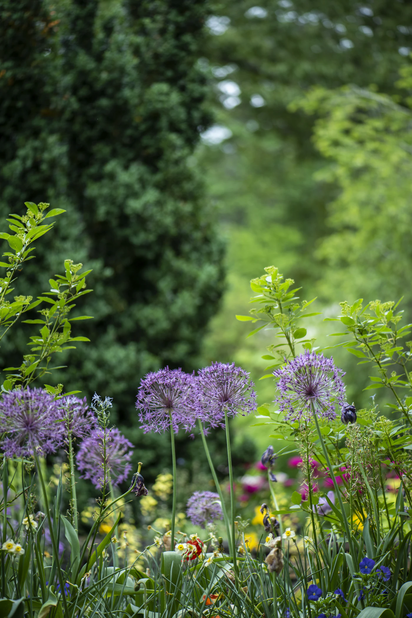 Alliums en fleurs (illustration)