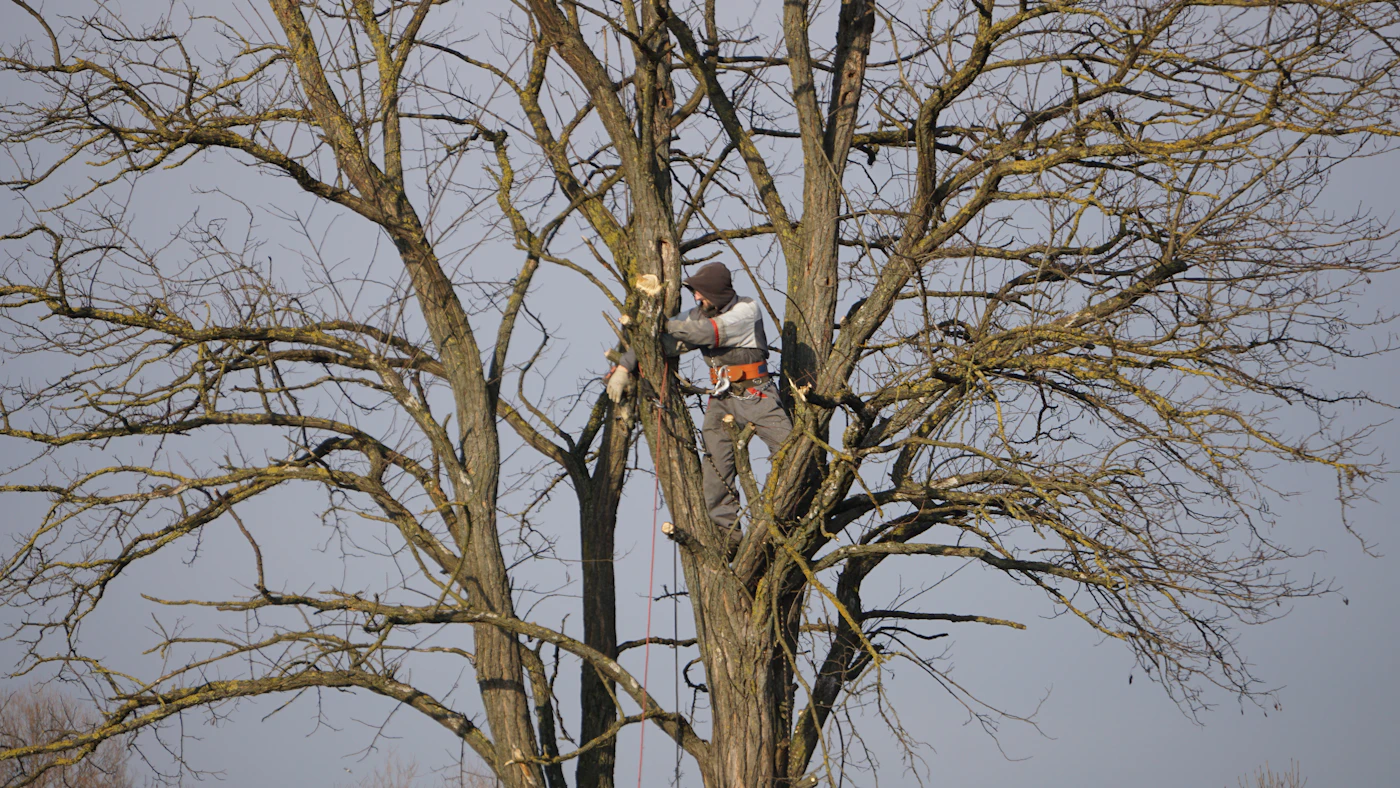 Élagage d'un grand arbre avec harnais (photo d'illustration)